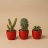 Kakteen-Set „Mix“ – 3 Kakteen mit Mini-Topf
