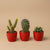 Kakteen-Set „Mix“ – 3 Kakteen mit Mini-Topf