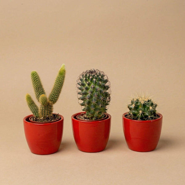 Kakteen-Set „Mix“ – 3 Kakteen mit Mini-Topf