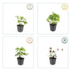 Knotiger Storchschnabel – Geranium nodosum – Ansicht 5