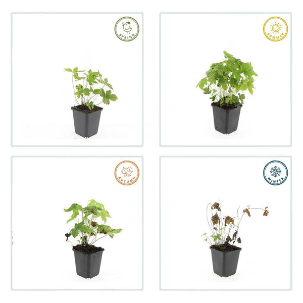 Knotiger Storchschnabel – Geranium nodosum – Ansicht 5