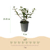 Burkwoods Duftblüte – Osmanthus burkwoodii – Ansicht 3
