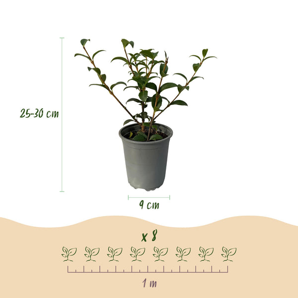 Burkwoods Duftblüte – Osmanthus burkwoodii – Ansicht 3