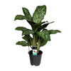 Kolbenfaden ‚Greenlight' – Aglaonema – Ansicht 2