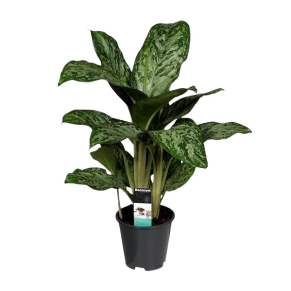 Kolbenfaden ‚Greenlight' – Aglaonema – Ansicht 2