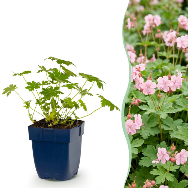 Balkan-Storchschnabel ‚Ingwersen's Variety' – Geranium macrorrhizum