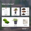 Terrarium-Set „Joss" – Calathea makoyana & Fittonia White Tiger