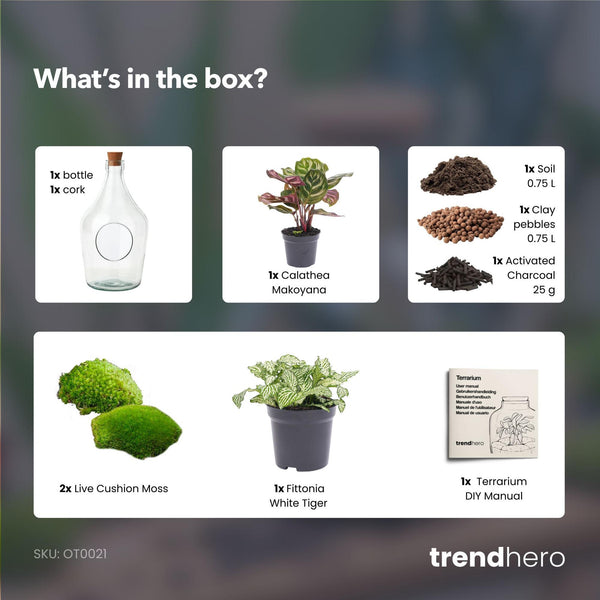 Terrarium-Set „Joss" – Calathea makoyana & Fittonia White Tiger