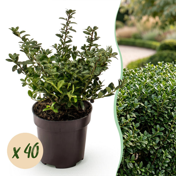 Japanische Stechpalme ‚Stokes' – Ilex crenata