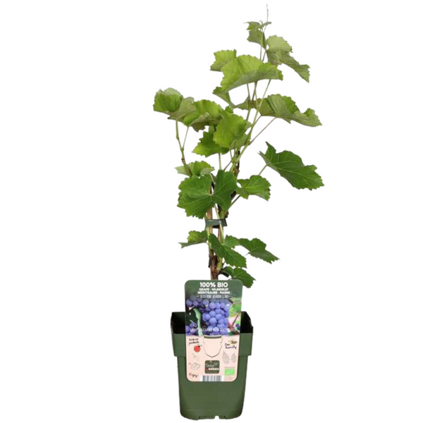 Obstpflanzen-Set „Früchte-Oase" – 5 verschiedene BIO-Obstpflanzen – Ansicht 14