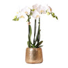 Schmetterlingsorchidee – Phalaenopsis amabilis