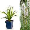 Prachtscharte ‚Alba' – Liatris spicata