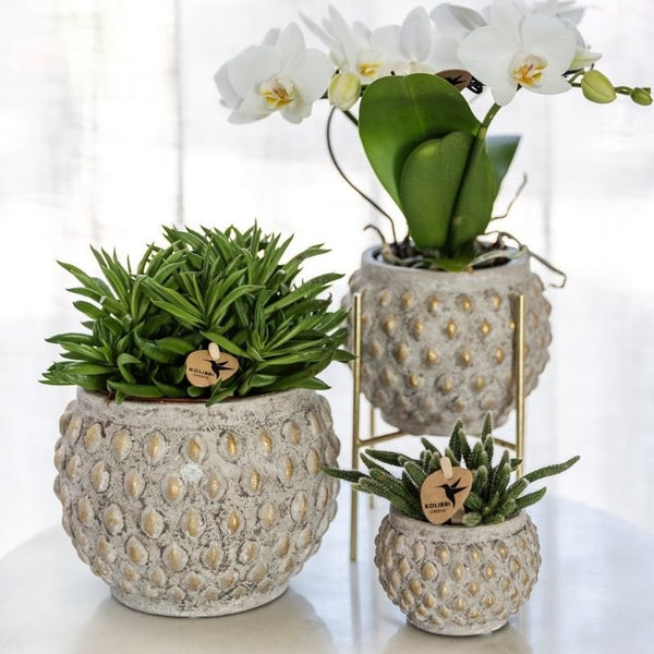 Peperomia ferreyrae ‚Happy Bean' – Ansicht 3