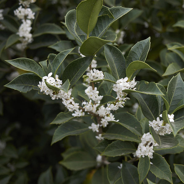 Burkwoods Duftblüte – Osmanthus burkwoodii – Ansicht 5
