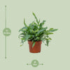 Goldtüpfelfarn ‚Blue Star' – Phlebodium aureum – Ansicht 4