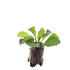 Aster – Ansicht 3