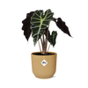Pfeilblatt ‚Polly' – Alocasia amazonica