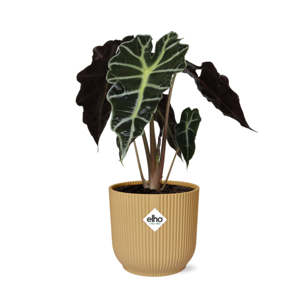 Pfeilblatt ‚Polly' – Alocasia amazonica