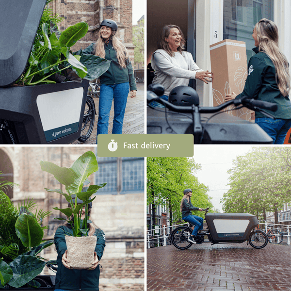 Luftpflanzen-Set „Air Mix" – verschiedene Tillandsien – Ansicht 7