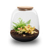 Terrarium-Set „Emma Mini" – DIY-Kit mit Fittonia ‚Ruby Lime'