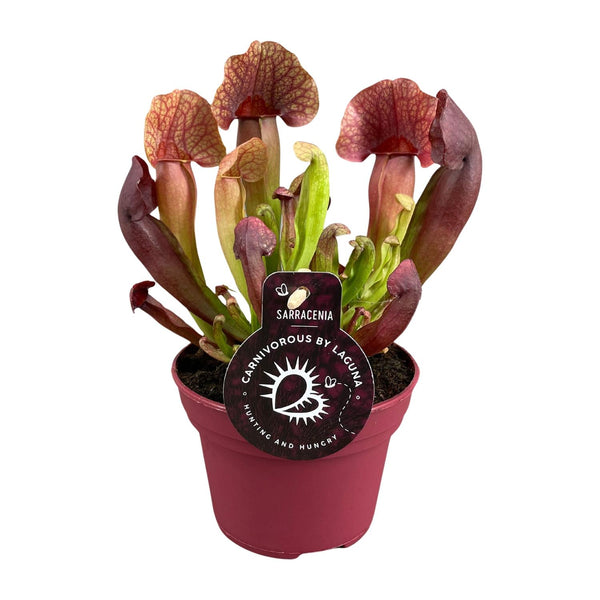 Schlauchpflanze – Sarracenia × catesbaei