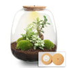Flaschengarten-Set „Emma" – DIY-Kit mit Bonsai