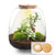 Flaschengarten-Set „Emma" – DIY-Kit mit Bonsai