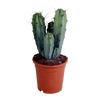 Heidelbeerkaktus – Myrtillocactus geometrizans