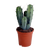 Heidelbeerkaktus – Myrtillocactus geometrizans