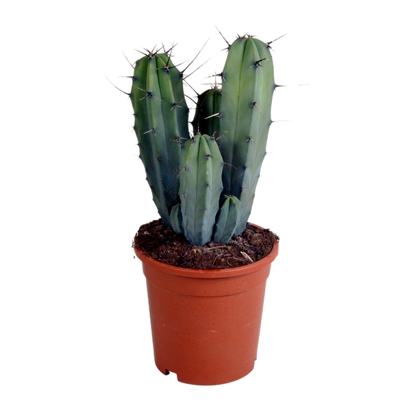 Heidelbeerkaktus – Myrtillocactus geometrizans