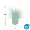 Blauschwingel ‚Elijah Blue' – Festuca glauca – Ansicht 2