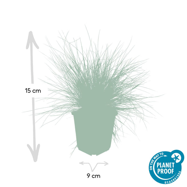 Blauschwingel ‚Elijah Blue' – Festuca glauca – Ansicht 2