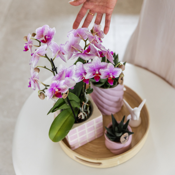 Schmetterlingsorchidee ‚Mineral Rotterdam' – Phalaenopsis – Ansicht 4