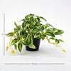 Kunstpflanze Tradescantia im Topf – Ansicht 2