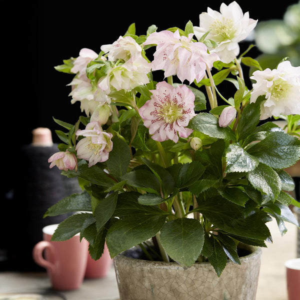 Lenzrose ‚Double Ellen Pink' – Helleborus orientalis – Ansicht 5