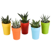Sukkulenten-Set „Gasteria & Haworthia-Mix" – Gasterien und Haworthien