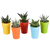 Sukkulenten-Set „Gasteria & Haworthia-Mix" – Gasterien und Haworthien