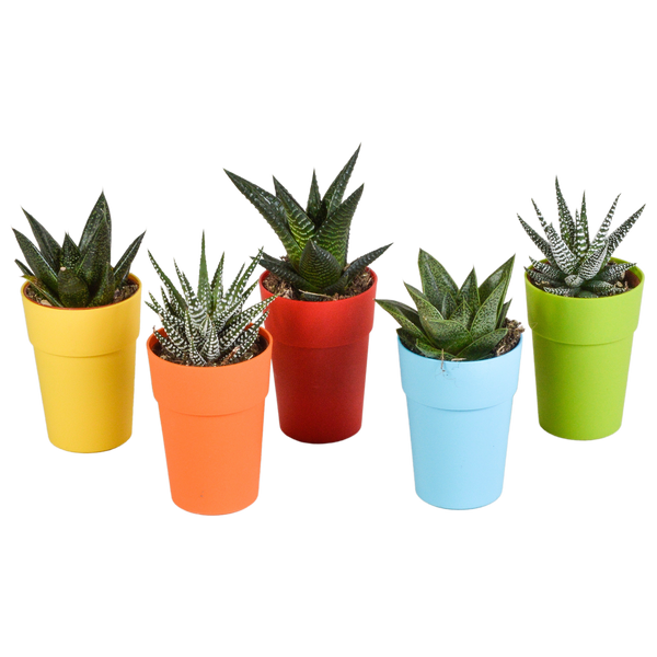 Sukkulenten-Set „Gasteria & Haworthia-Mix" – Gasterien und Haworthien