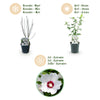 Garteneibisch ‚Red Heart' – Hibiscus syriacus – Ansicht 4