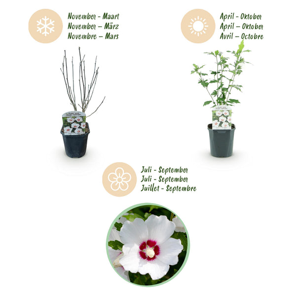 Garteneibisch ‚Red Heart' – Hibiscus syriacus – Ansicht 4