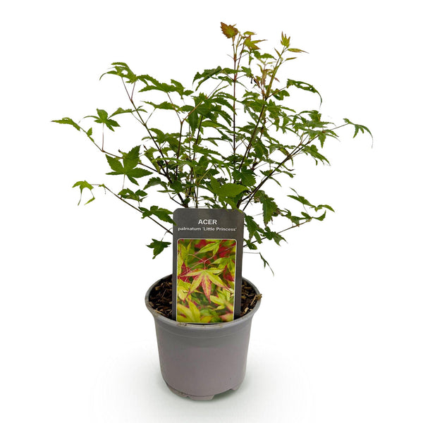 Fächerahorn ‚Little Princess' – Acer palmatum – Ansicht 2