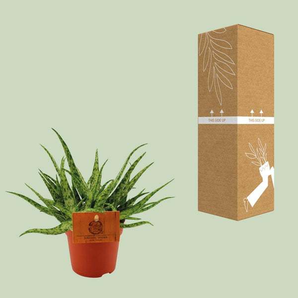 Aloe ‚Spider' – Ansicht 3