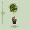 Birkenfeige ‚Exotica' – Ficus benjamina – Ansicht 2