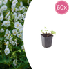 Balkan-Storchschnabel ‚White Ness' – Geranium macrorrhizum