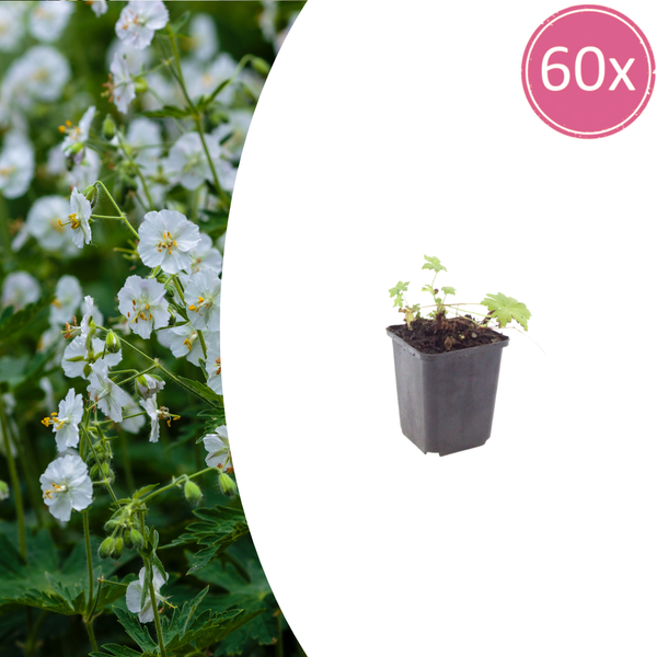 Balkan-Storchschnabel ‚White Ness' – Geranium macrorrhizum