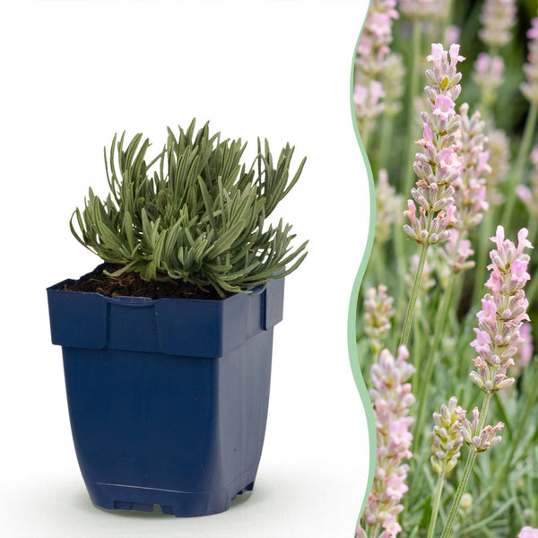Lavendel ‚Rosea' – Lavandula angustifolia