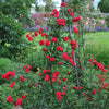 Kletterrose ‚Paul's Scarlet Climber' – Rosa – Ansicht 5