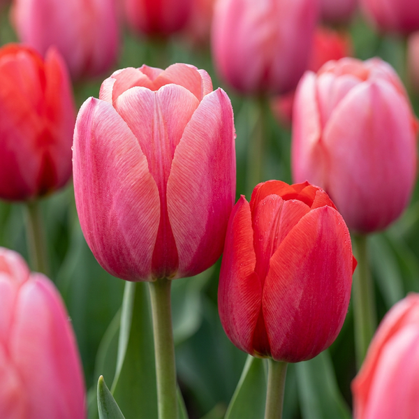 Tulpe Rosa-Rot – Tulipa – 40 Stück