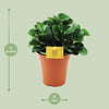 Zwergpfeffer ‚Burning Bush' – Peperomia – Ansicht 2