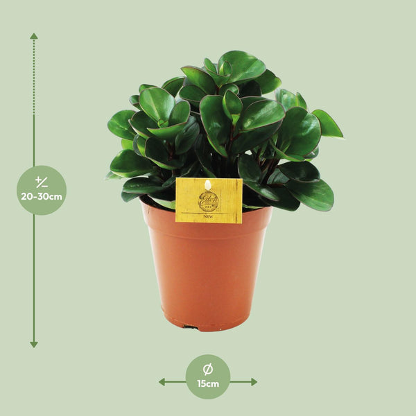 Zwergpfeffer ‚Burning Bush' – Peperomia – Ansicht 2